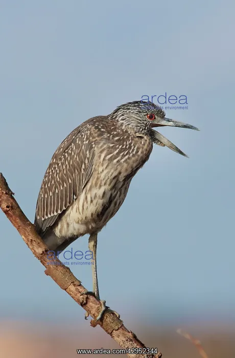 : Yellow-crowned Night Heron - immature plumage - : Yellow-crowned Night Heron - immature plumage -
