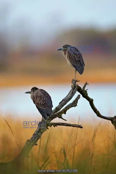 : Yellow-crowned Night Heron - immature plumage - : Yellow-crowned Night Heron - immature plumage -
