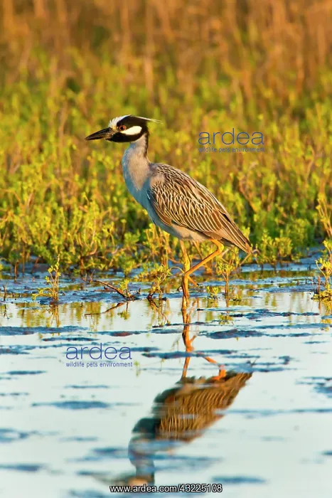 : Yellow-crowned Night-heron (Nyctanassa violacea) : Yellow-crowned Night-heron (Nyctanassa violacea)