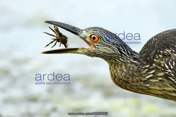 : Yellow-crowned Night Heron (Nyctanassa violacea) eating an u : Yellow-crowned Night Heron (Nyctanassa violacea) eating an u