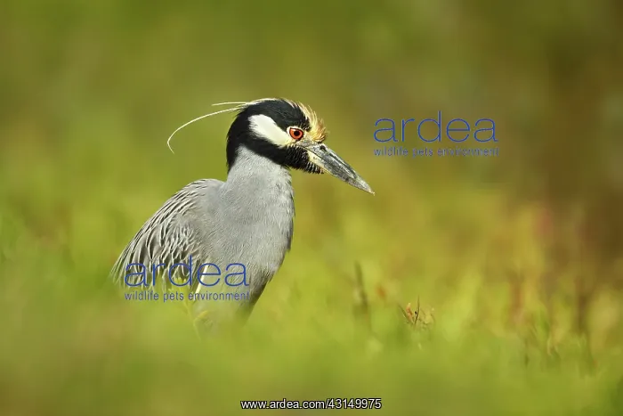 : Yellow-crowned Night Heron (Nyctanassa violacea) in looking : Yellow-crowned Night Heron (Nyctanassa violacea) in looking