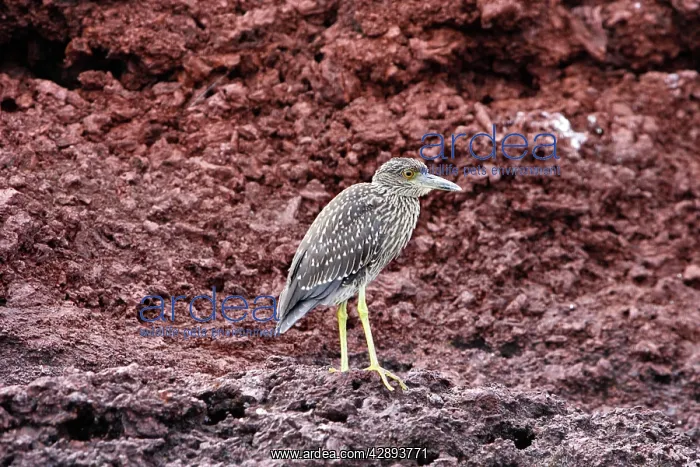 : Yellow-crowned Night-Heron - young : Yellow-crowned Night-Heron - young