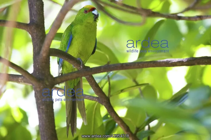 : Yellow-crowned Parakeet : Yellow-crowned Parakeet