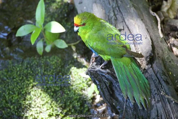 : Yellow-crowned Parakeet : Yellow-crowned Parakeet