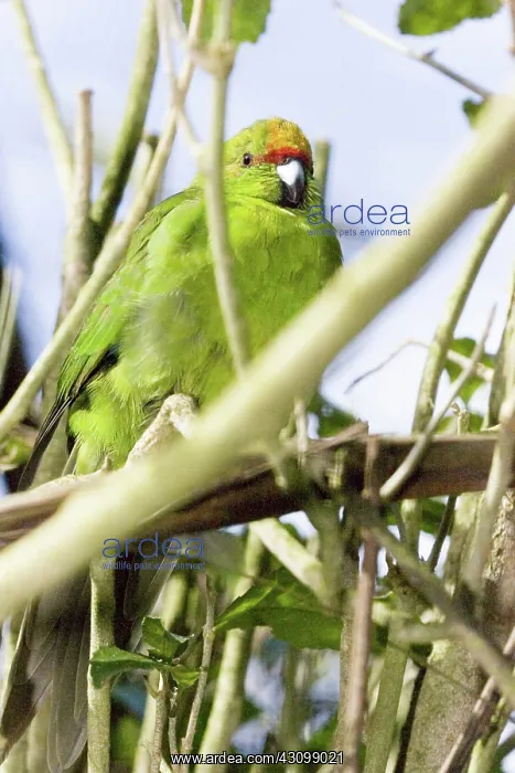 : Yellow-Crowned Parakeet : Yellow-Crowned Parakeet