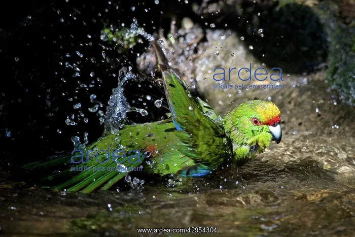 : Yellow-crowned Parakeet - bathing : Yellow-crowned Parakeet - bathing