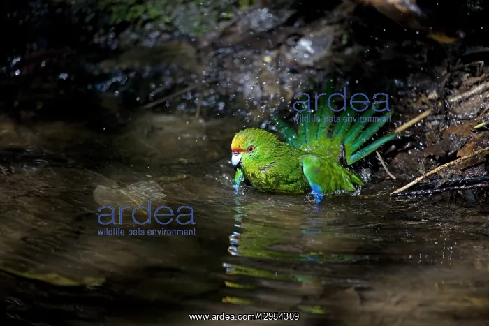 : Yellow-crowned Parakeet - bathing : Yellow-crowned Parakeet - bathing