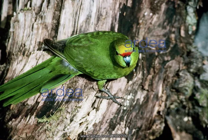 : Yellow-crowned parakeet - perched on trunk of tree : Yellow-crowned parakeet - perched on trunk of tree