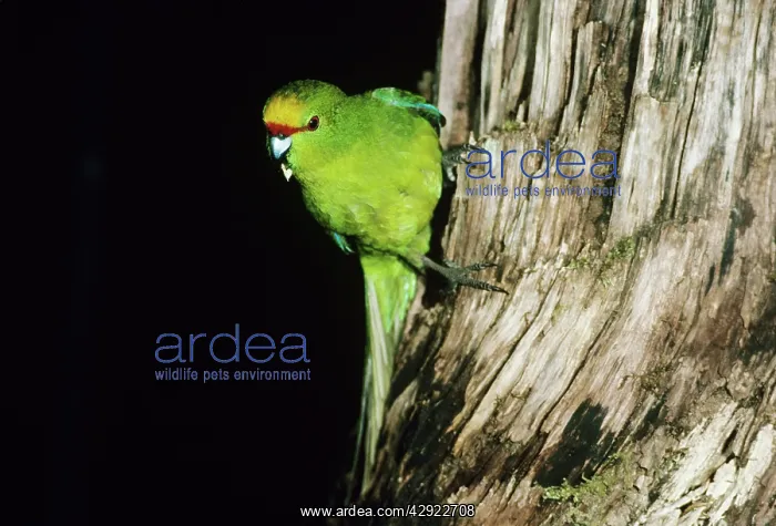 : Yellow-crowned parakeet - perched on trunk of tree : Yellow-crowned parakeet - perched on trunk of tree