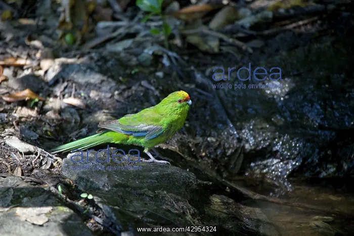 : Yellow-crowned Parakeet - at pool : Yellow-crowned Parakeet - at pool