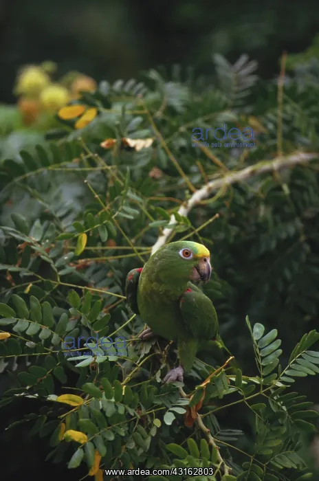 : Yellow-Crowned Parrot : Yellow-Crowned Parrot