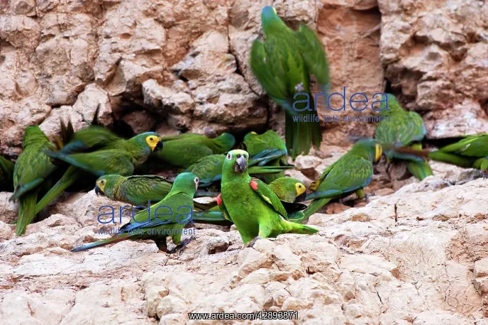 : Yellow-crowned Parrot - at clay lick : Yellow-crowned Parrot - at clay lick