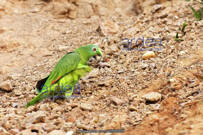 : Yellow-crowned Parrot - at clay lick : Yellow-crowned Parrot - at clay lick