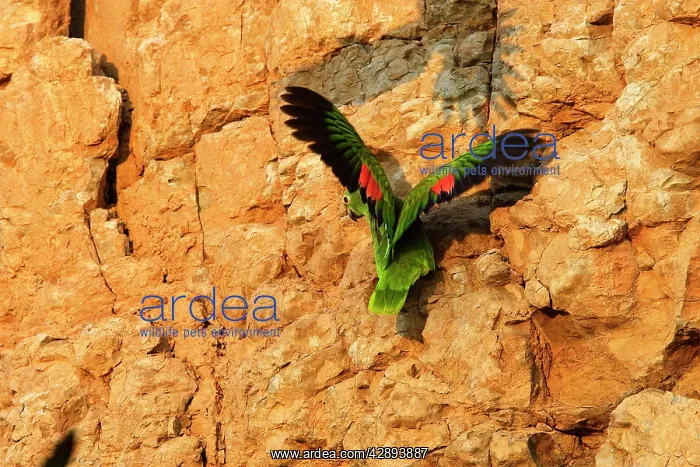 : Yellow-crowned Parrot - at clay lick : Yellow-crowned Parrot - at clay lick
