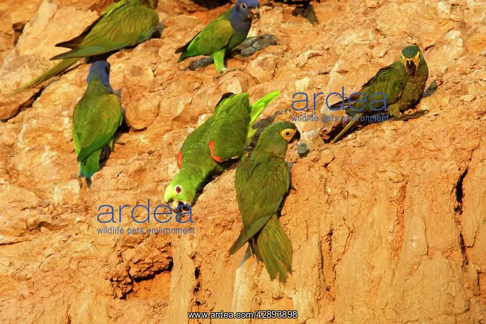 : Yellow-crowned Parrot - at clay lick : Yellow-crowned Parrot - at clay lick