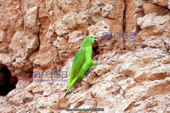 : Yellow-crowned Parrot - at clay lick : Yellow-crowned Parrot - at clay lick
