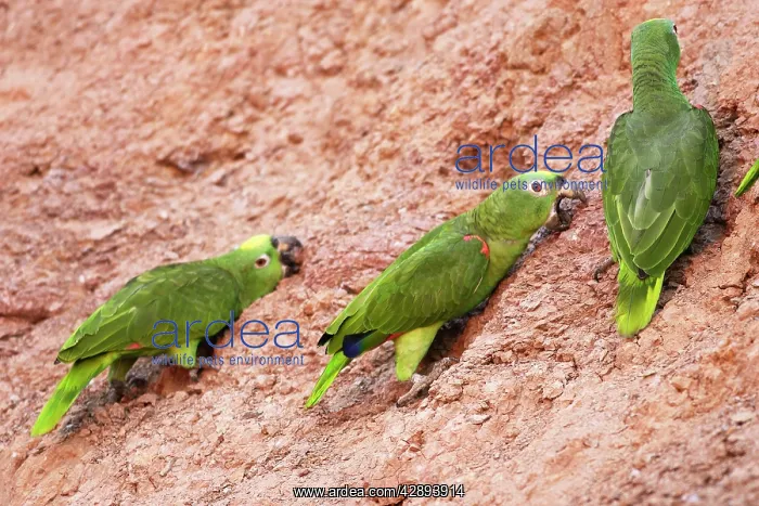 : Yellow-crowned Parrot - at clay lick : Yellow-crowned Parrot - at clay lick