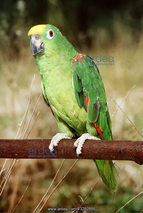 : Yellow Crowned / Yellow Fronted Amazon Parrot : Yellow Crowned / Yellow Fronted Amazon Parrot