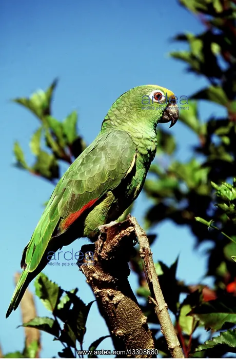  : Yellow Crowned  /  Yellow Fronted Amazon Parrot