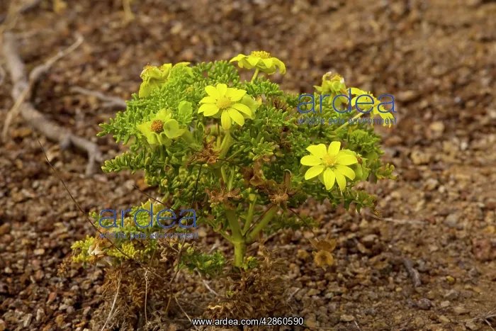 : A yellow daisy bush : A yellow daisy bush