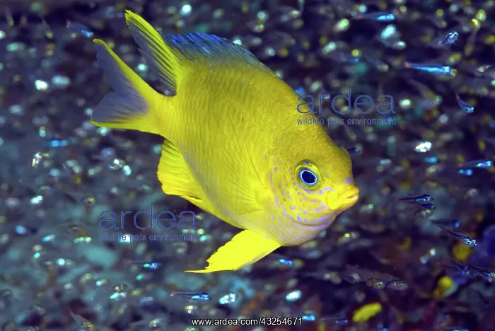 : Yellow damselfish surrounded by jewel-like : Yellow damselfish surrounded by jewel-like