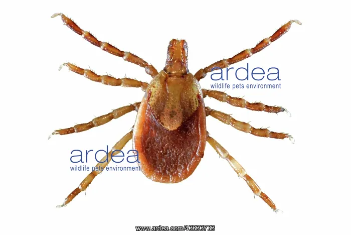 : Yellow Dog Tick : Yellow Dog Tick