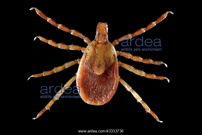 : Yellow Dog Tick : Yellow Dog Tick