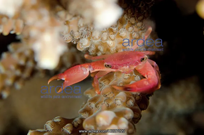  : Yellow Dot Guard Crab