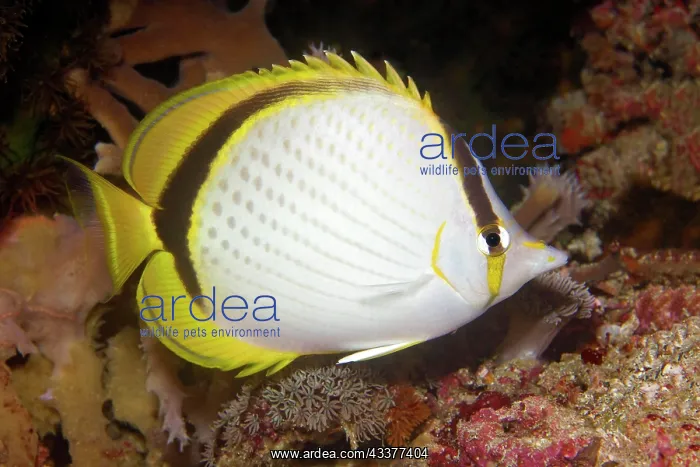 : Yellow-dotted butterflyfish (Chaetodon selene) : Yellow-dotted butterflyfish (Chaetodon selene)