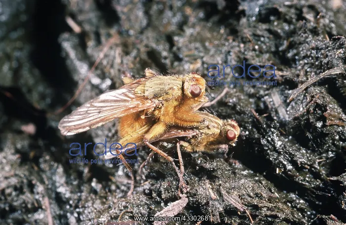 : Yellow Dung FLIES - On Cow Dung - mating : Yellow Dung FLIES - On Cow Dung - mating