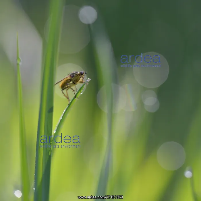 : Grass. Yellow Dung Fly (Scathophaga stercoraria) resting on a blade of : Grass. Yellow Dung Fly (Scathophaga stercoraria) resting on a blade of