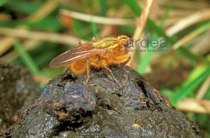 : YELLOW DUNG FLY - On sheep dung : YELLOW DUNG FLY - On sheep dung