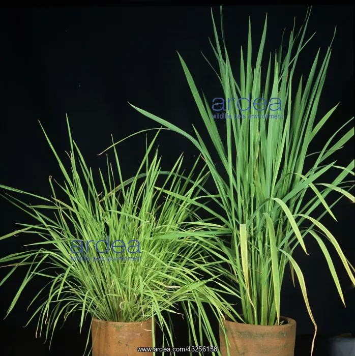 : Yellow dwarf virus in rice : Yellow dwarf virus in rice