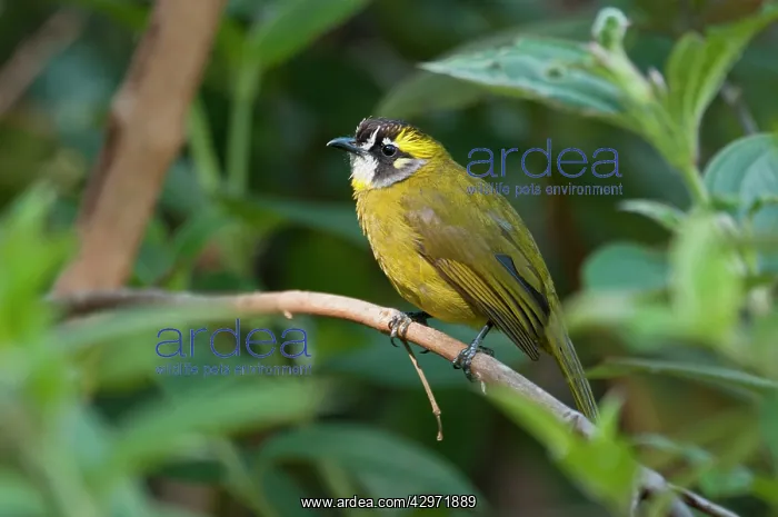 : Yellow-eared Bulbul - on branch amongst leaves : Yellow-eared Bulbul - on branch amongst leaves