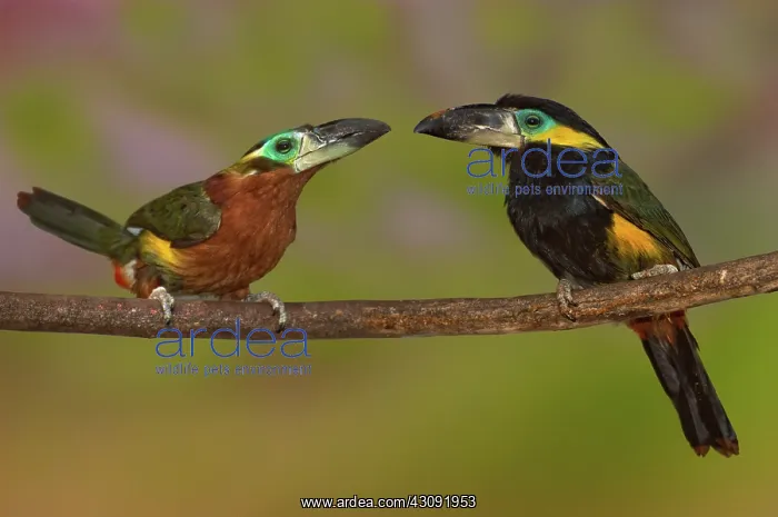 : Yellow-eared Toucanet pair : Yellow-eared Toucanet pair