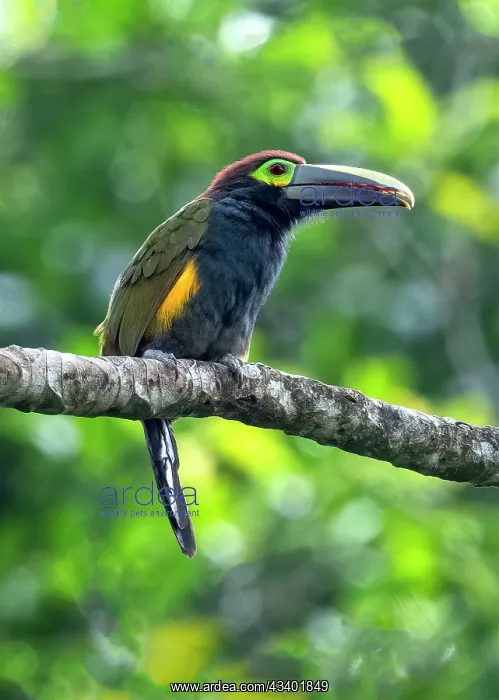 : Yellow-eared Toucanet, Selenidera spectabilis. The : Yellow-eared Toucanet, Selenidera spectabilis. The