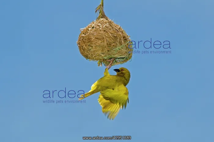 : Yellow / Eastern Golden Weaver - male displaying on nest : Yellow / Eastern Golden Weaver - male displaying on nest