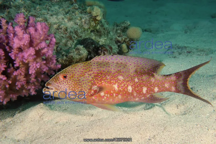 : Yellow-edged lyretail (Variola louti), House Reef : Yellow-edged lyretail (Variola louti), House Reef