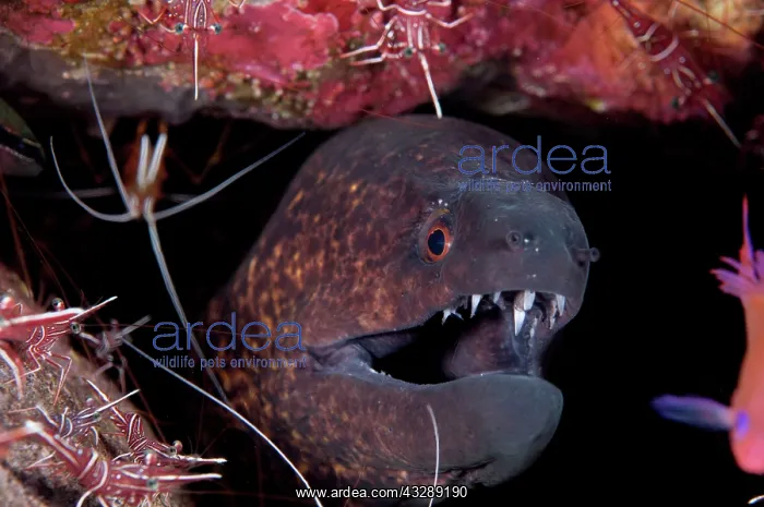 : Yellow-edged Moray Eel - being cleaned by Hump-back : Yellow-edged Moray Eel - being cleaned by Hump-back