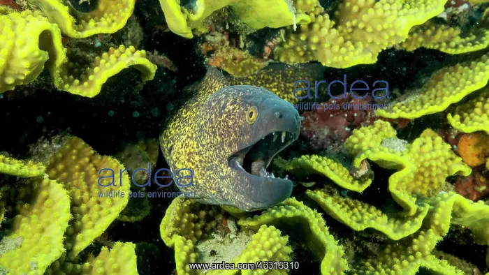 : Yellow Edged Moray Eel (Gymnothorax flavimarginatus) : Yellow Edged Moray Eel (Gymnothorax flavimarginatus)