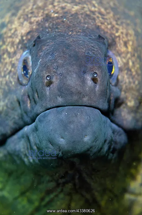 : Yellow-edged Moray Eel - Jemeluk Bay Dropoff dive : Yellow-edged Moray Eel - Jemeluk Bay Dropoff dive