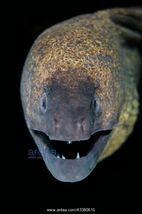 : Yellow-edged Moray Eel - with open mouth - Jemeluk : Yellow-edged Moray Eel - with open mouth - Jemeluk