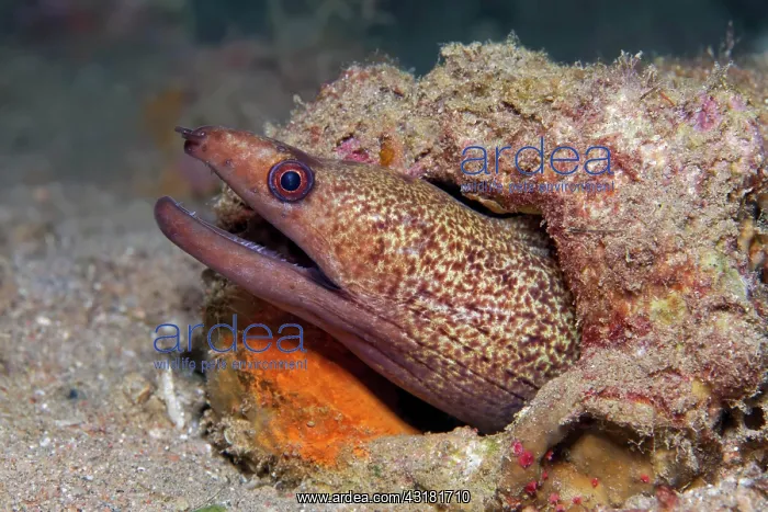 : Yellow-edged moray (Gymnothorax flavimarginatus) : Yellow-edged moray (Gymnothorax flavimarginatus)
