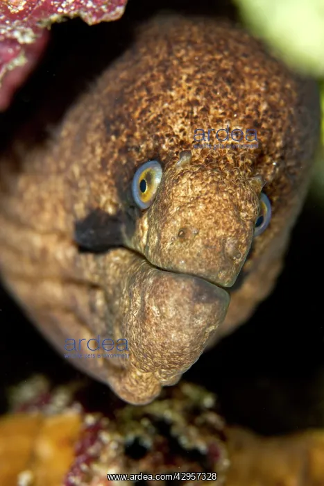 : Yellow-edged / Yellow Margined Moray Eel : Yellow-edged / Yellow Margined Moray Eel