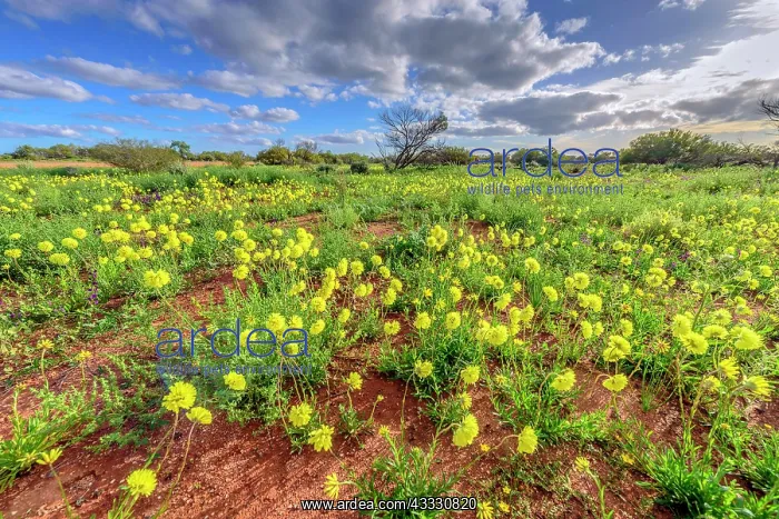 : Yellow everlasting massive bloom in southern spring : Yellow everlasting massive bloom in southern spring