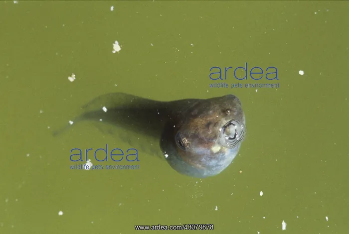: Yellow-eye Leaf Frog Tadpole : Yellow-eye Leaf Frog Tadpole