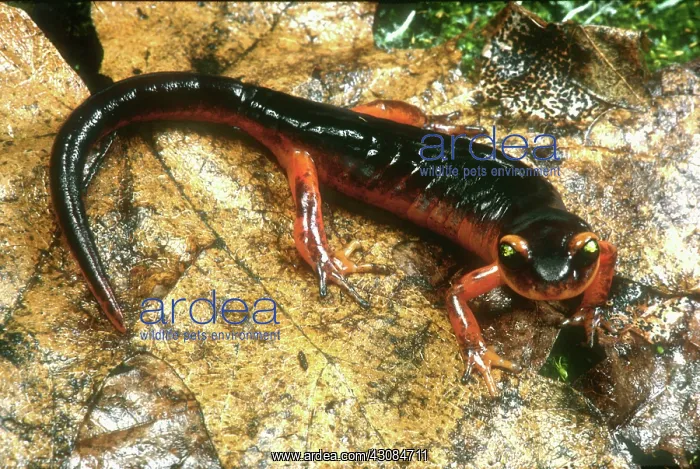 : Yellow-eyed Ensatina : Yellow-eyed Ensatina