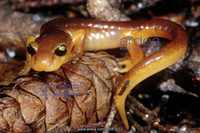 : Yellow-eyed Ensatina : Yellow-eyed Ensatina