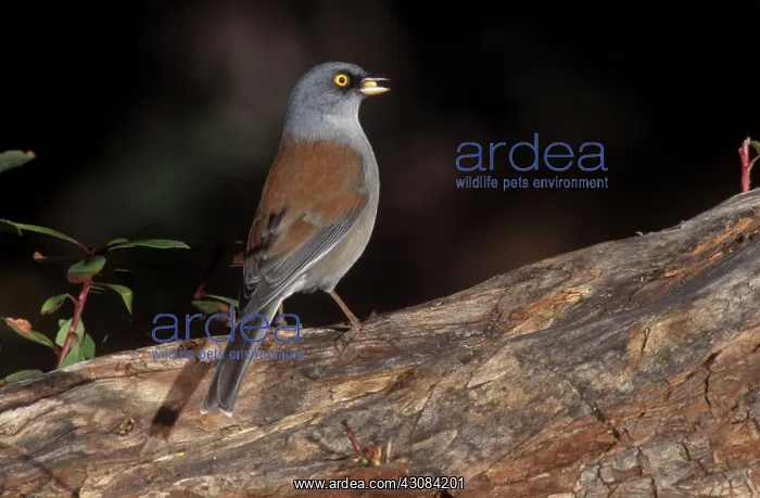 : Yellow-Eyed Junco : Yellow-Eyed Junco