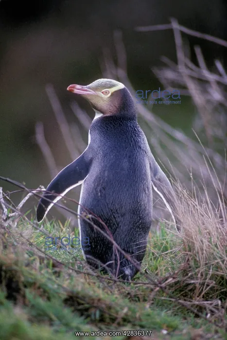 : Yellow-eyed Penguin : Yellow-eyed Penguin